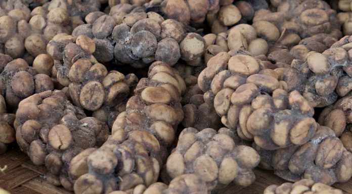 Das wohl seltenste Kaffee Getränk der Welt