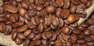 Arabica vs. Robusta Arabica oder Robusta Bohnen