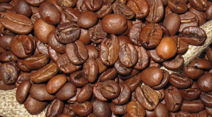 Arabica vs. Robusta Arabica oder Robusta Bohnen