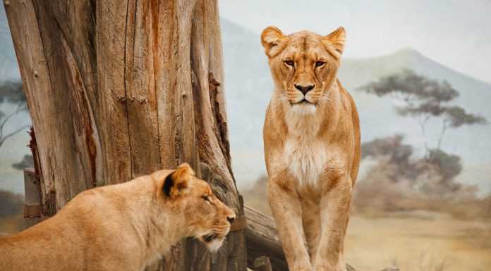 Kaffee aus Afrika und Arabien