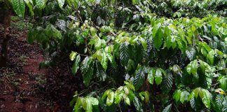 Wo der Kaffee wächst Wachsender Kaffee