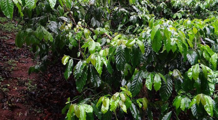 Wo der Kaffee wächst Wachsender Kaffee