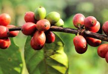 Urlaub auf der Kaffee-Plantage