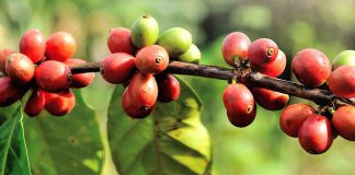 Urlaub auf der Kaffee-Plantage
