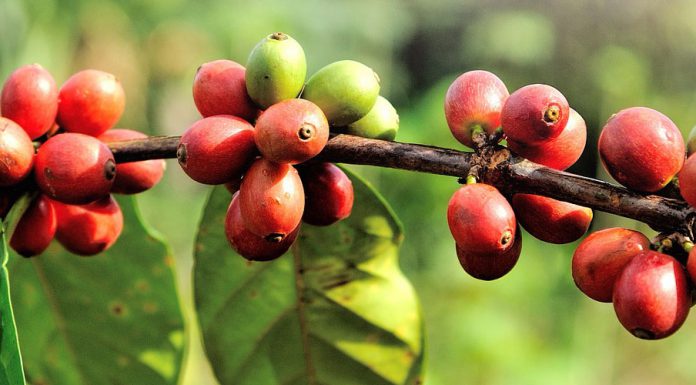 Urlaub auf der Kaffee-Plantage