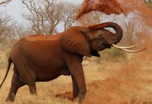 Auch unter Dickhäutern gibt es Kaffeeliebhaber