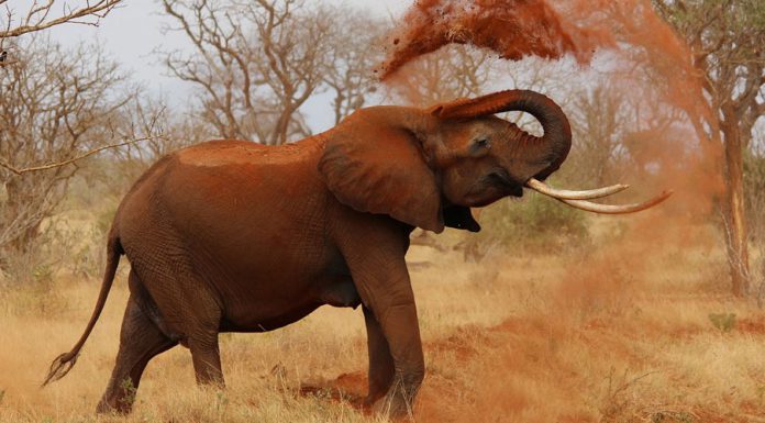 Auch unter Dickhäutern gibt es Kaffeeliebhaber