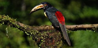 Sortenreiner Kaffee aus Costa Rica: Tarazzu Criré