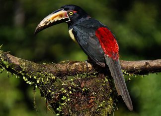 Sortenreiner Kaffee aus Costa Rica: Tarazzu Criré