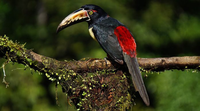 Sortenreiner Kaffee aus Costa Rica: Tarazzu Criré