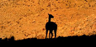 Kaffee kurios: Lamas helfen bei Koffeinsuche