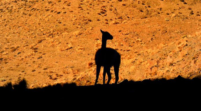 Kaffee kurios: Lamas helfen bei Koffeinsuche