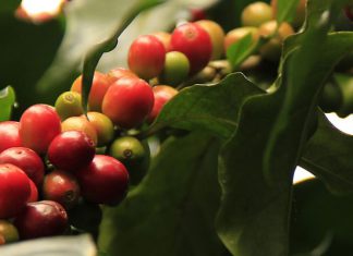 Die Kaffeepflanze – Plantage oder Wohnzimmer?