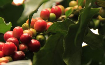 Die Kaffeepflanze – Plantage oder Wohnzimmer?