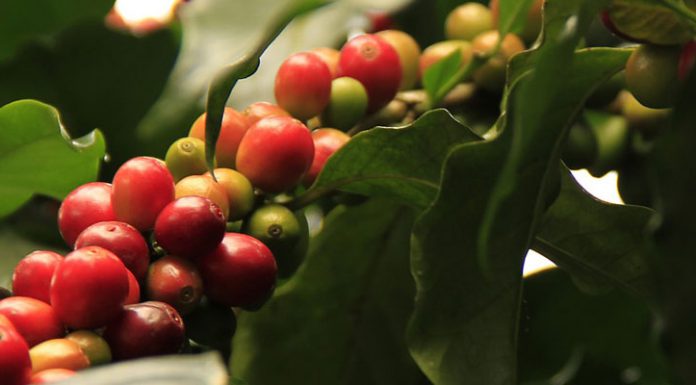 Die Kaffeepflanze – Plantage oder Wohnzimmer?