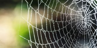 Kein Kaffee für Spinnen!