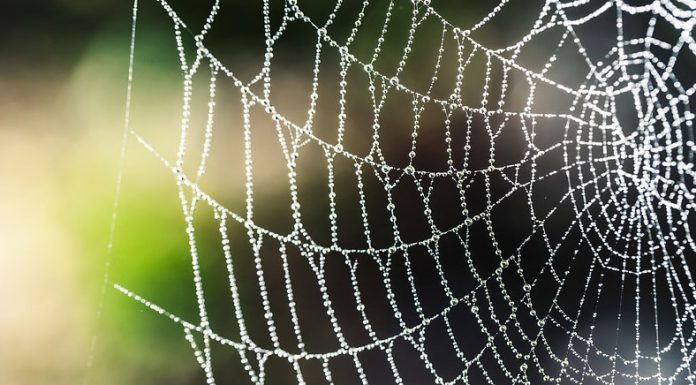 Kein Kaffee für Spinnen!