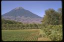 Kaffeeplantage in Guatemala