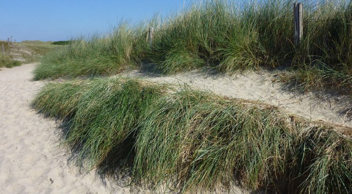 Sansibar Sylt – Espresso von der Insel