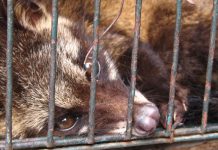 Kaffeegenuss auf Kosten der Tiere?