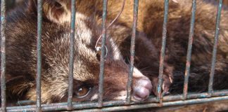 Kaffeegenuss auf Kosten der Tiere?