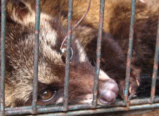 Kaffeegenuss auf Kosten der Tiere?