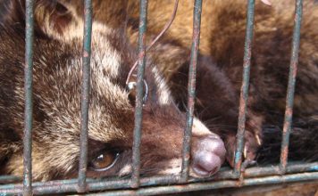 Kaffeegenuss auf Kosten der Tiere?