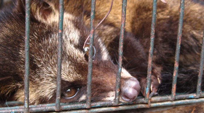 Kaffeegenuss auf Kosten der Tiere?