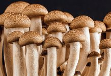 Was haben Pilze mit Espresso zu tun?