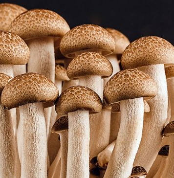 Was haben Pilze mit Espresso zu tun?