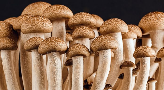 Was haben Pilze mit Espresso zu tun?