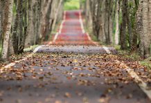 Die Kaffee Preise fallen wie Blätter vom Baum