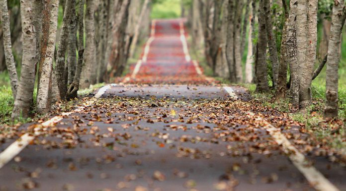 Die Kaffee Preise fallen wie Blätter vom Baum