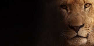 Espresso Express Meldung