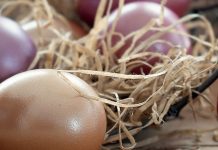 Nannini Kaffee 12% günstiger! + 7 neue Tartufi Sorten Oster Newsletter Kaffee Angebote von Nannini