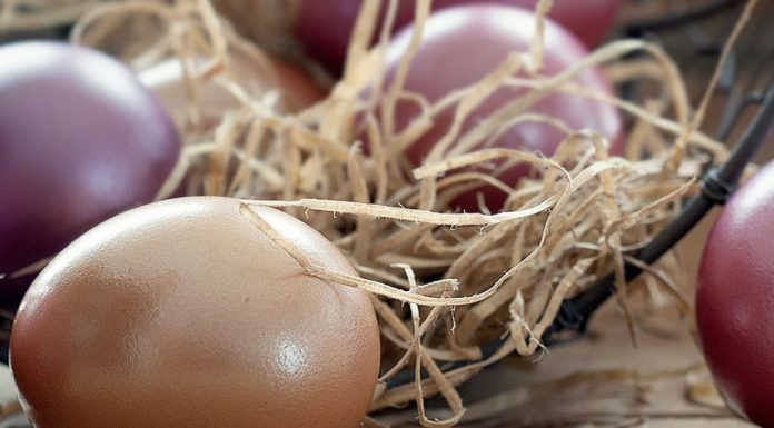 Nannini Kaffee 12% günstiger! + 7 neue Tartufi Sorten Oster Newsletter Kaffee Angebote von Nannini