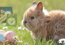Tolle Ostergeschenke für Kaffeeliebhaber » Kaffee Geschenke Ostergeschenke für Kaffee-Liebhaber