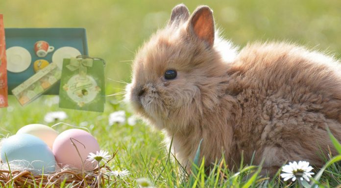 Tolle Ostergeschenke für Kaffeeliebhaber » Kaffee Geschenke Ostergeschenke für Kaffee-Liebhaber