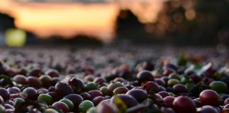 …DER KAFFEE… Espressokaffee immer aus 100 % Arabica Bohnen? coffee beans