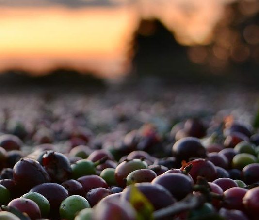 …DER KAFFEE… Espressokaffee immer aus 100 % Arabica Bohnen? coffee beans