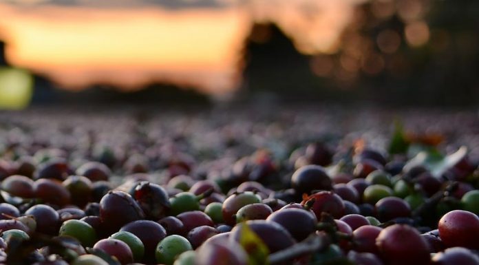 …DER KAFFEE… Espressokaffee immer aus 100 % Arabica Bohnen? coffee beans