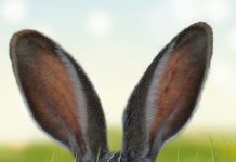 Finden Sie die Oster-Angebote bei Espresso International :) Newsletter für Ostern