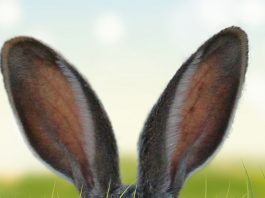 Finden Sie die Oster-Angebote bei Espresso International :) Newsletter für Ostern