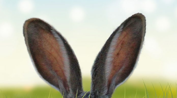 Finden Sie die Oster-Angebote bei Espresso International :) Newsletter für Ostern